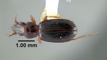 Media type: image;   Entomology 602227 Aspect: habitus dorsal view